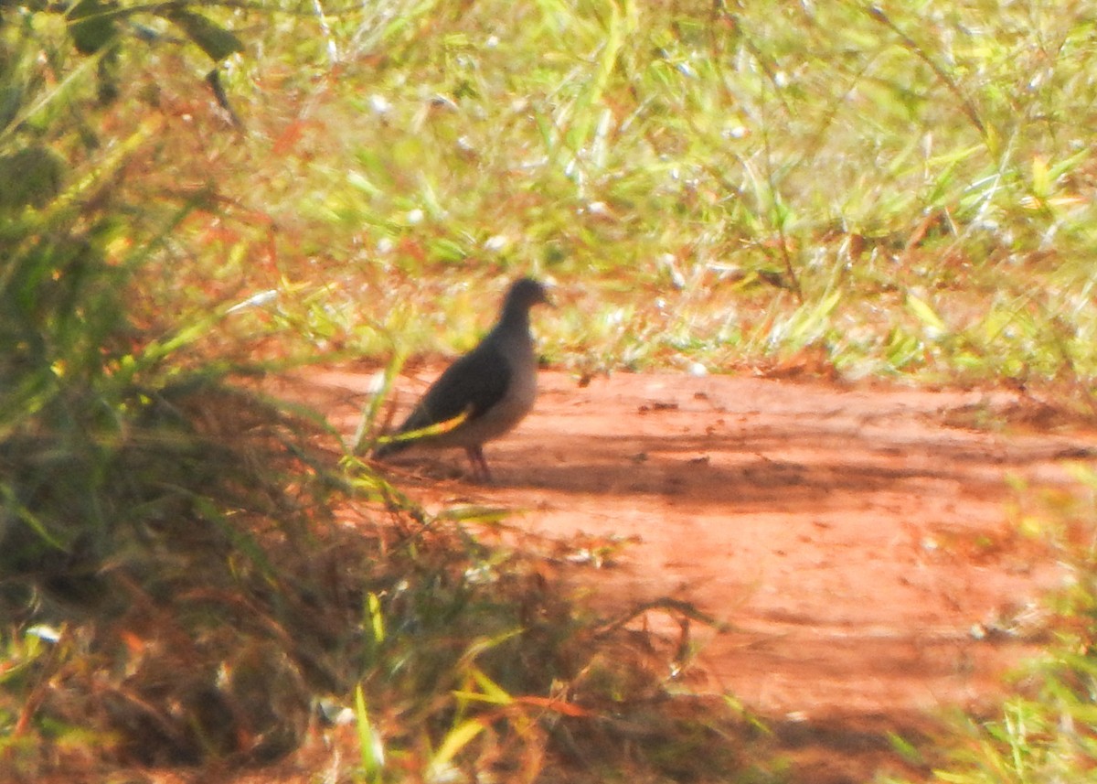 White-tipped Dove - ML637454930