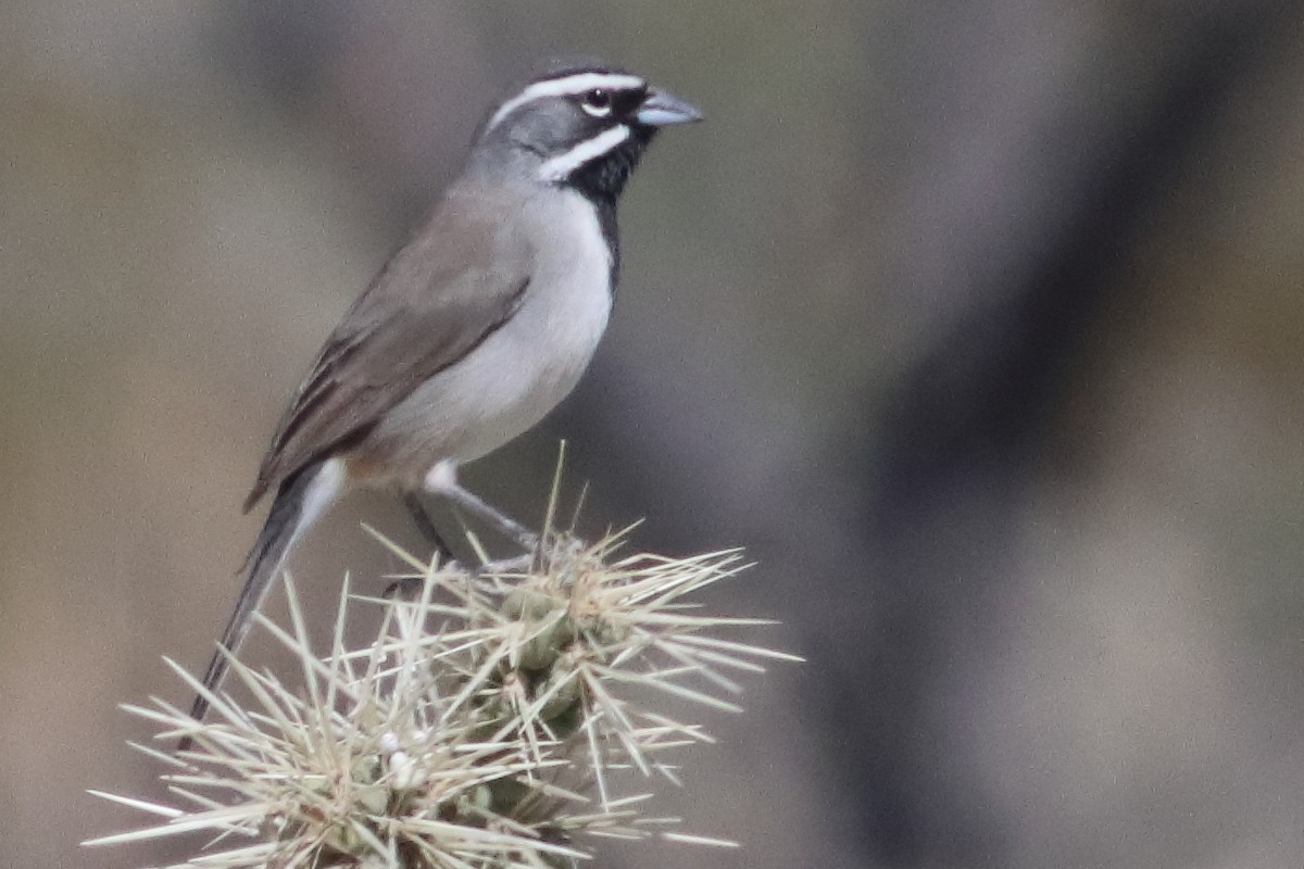 Black-throated Sparrow - ML637454931