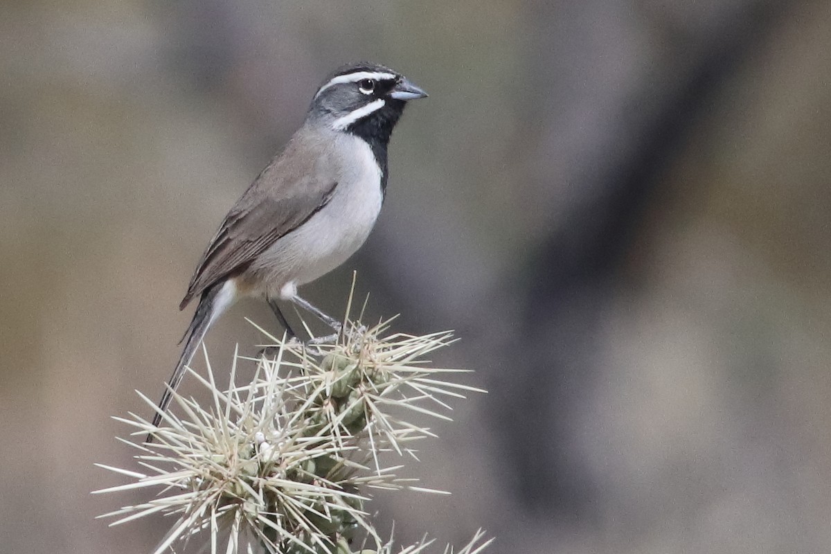 Black-throated Sparrow - ML637454932