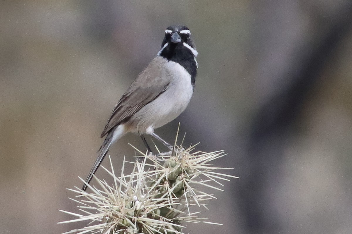 Black-throated Sparrow - ML637454933
