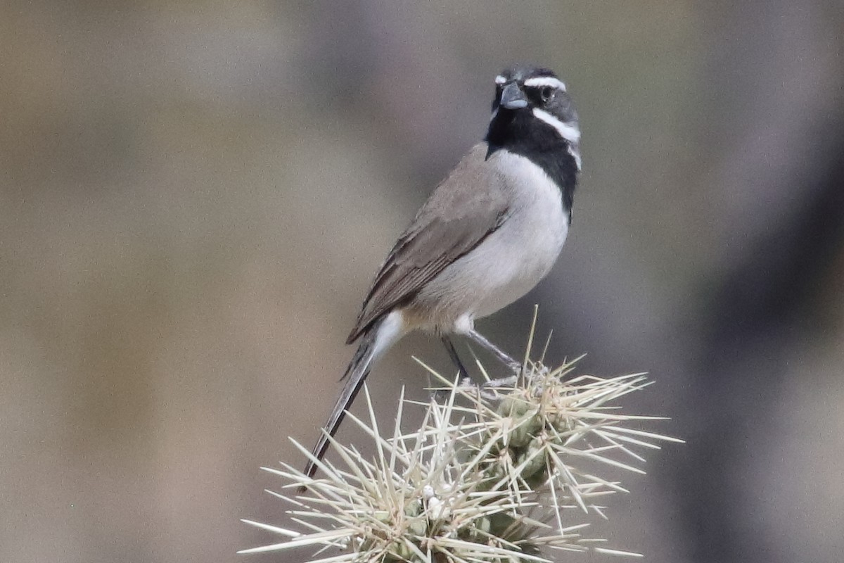 Black-throated Sparrow - ML637454934