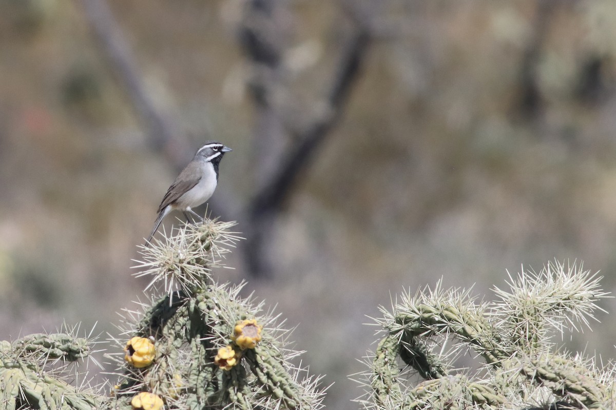Black-throated Sparrow - ML637454935