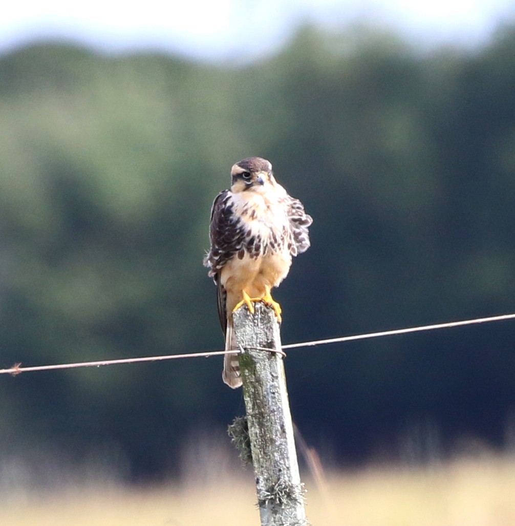 Aplomado Falcon - ML637454936
