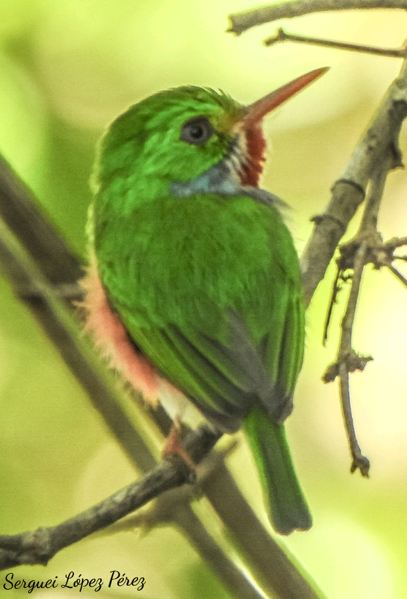 Cuban Tody - ML637454938