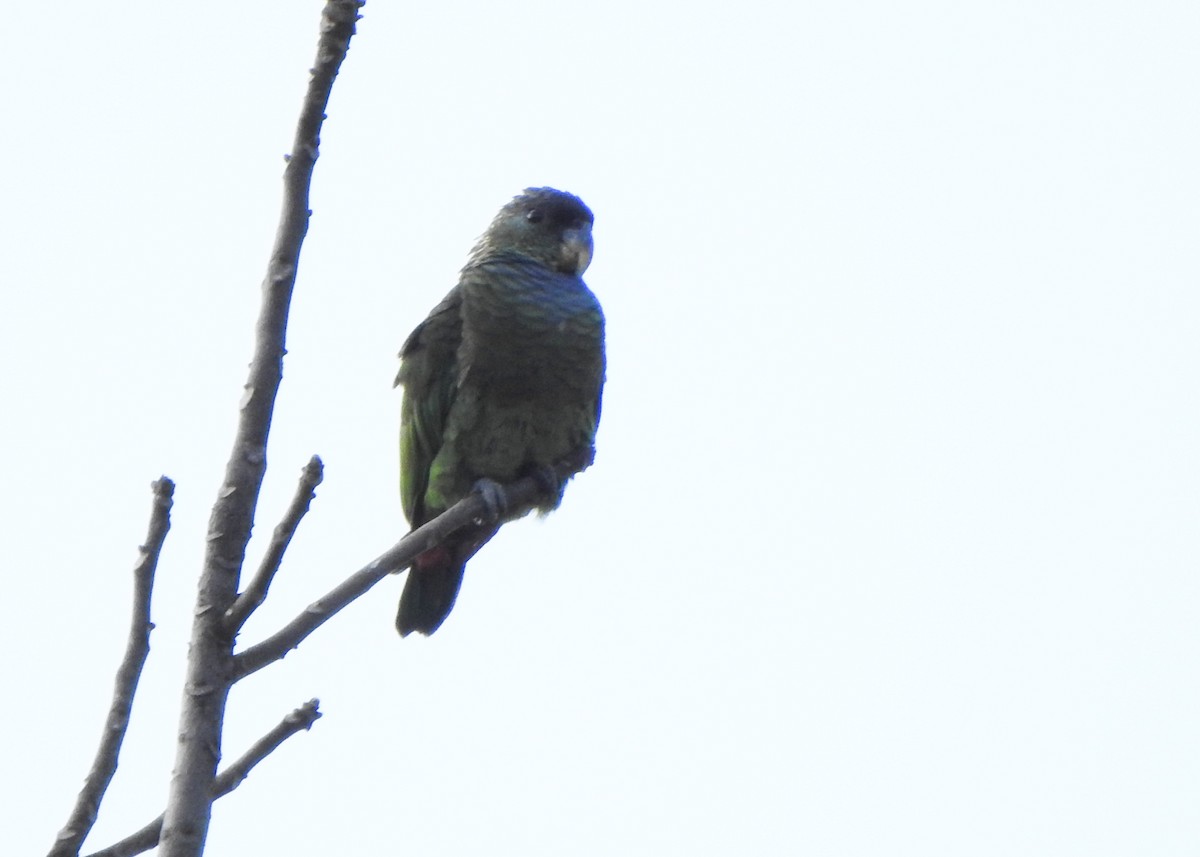 Scaly-headed Parrot - ML637454939