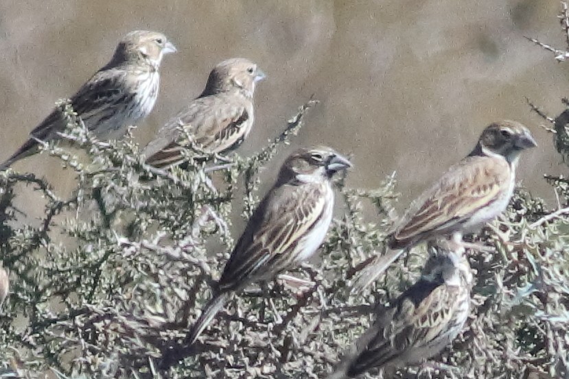 Lark Bunting - ML637454940