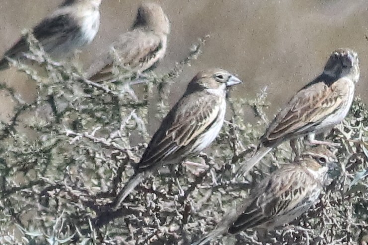 Lark Bunting - ML637454941