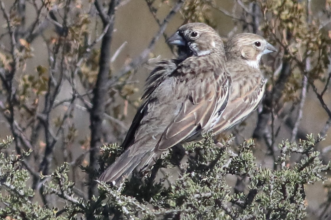 Lark Bunting - ML637454942
