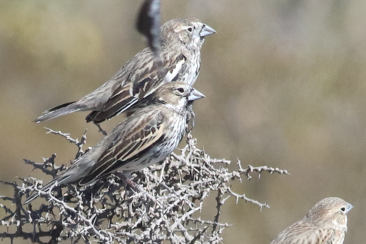 Lark Bunting - ML637454943