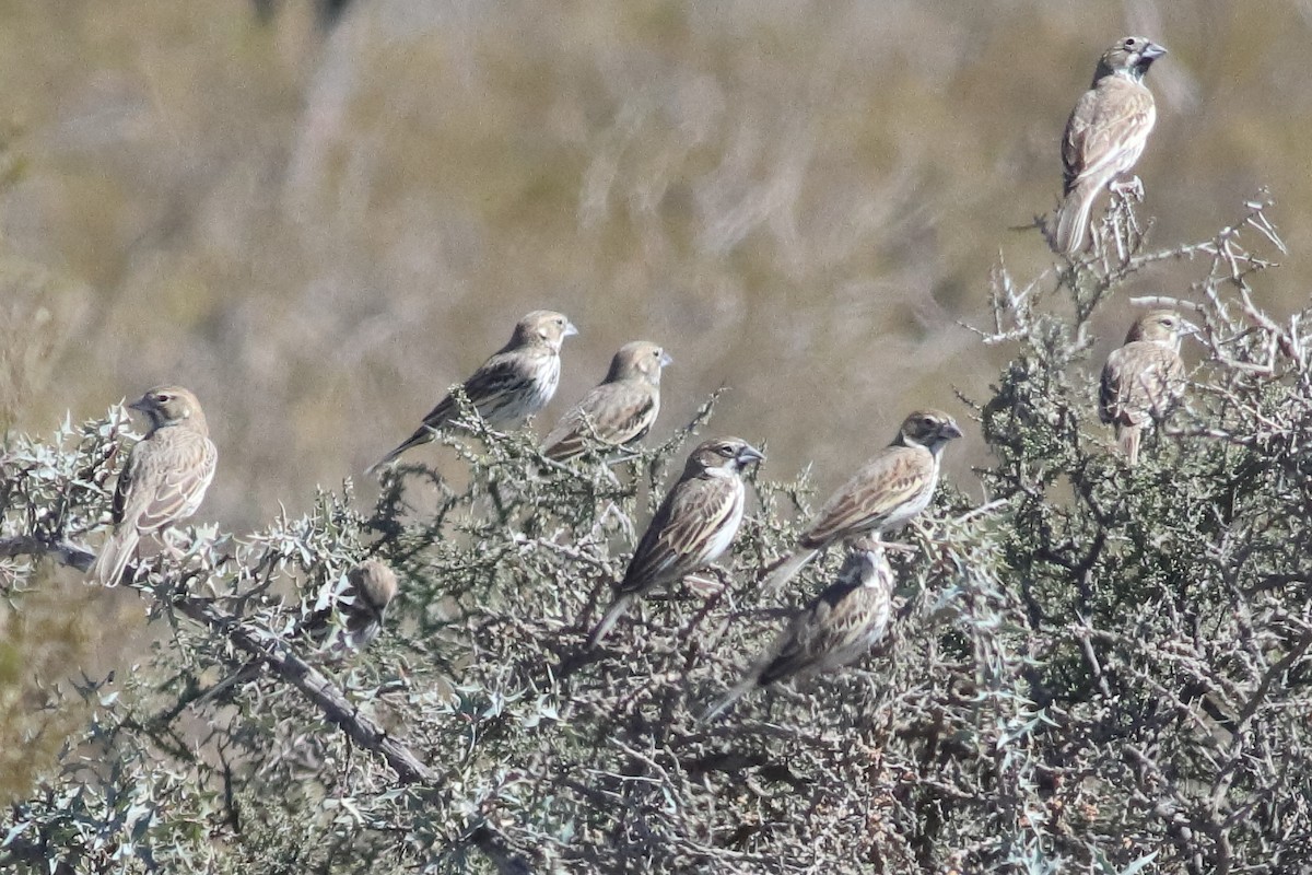 Lark Bunting - ML637454944