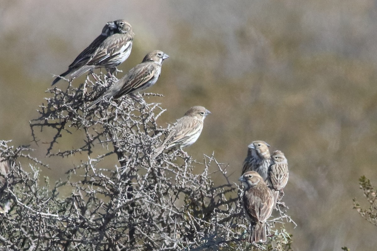 Lark Bunting - ML637454945