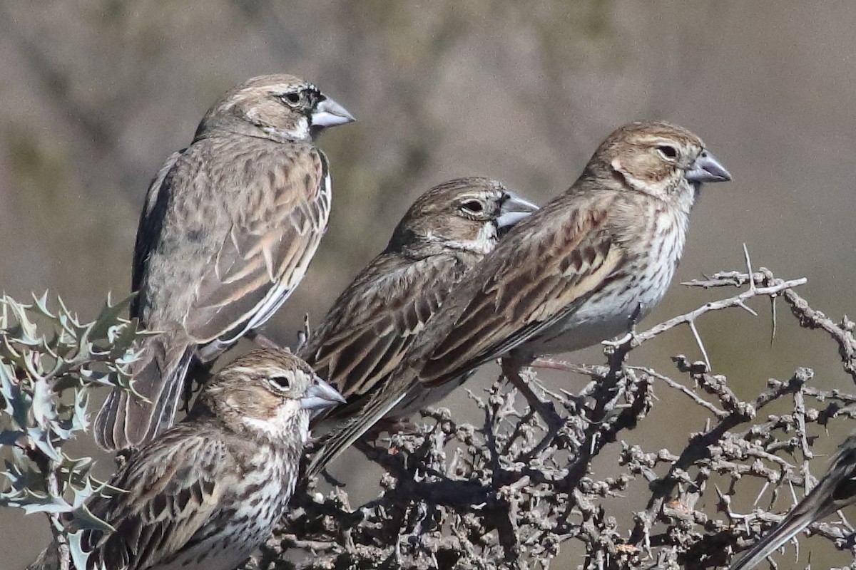 Lark Bunting - ML637454947