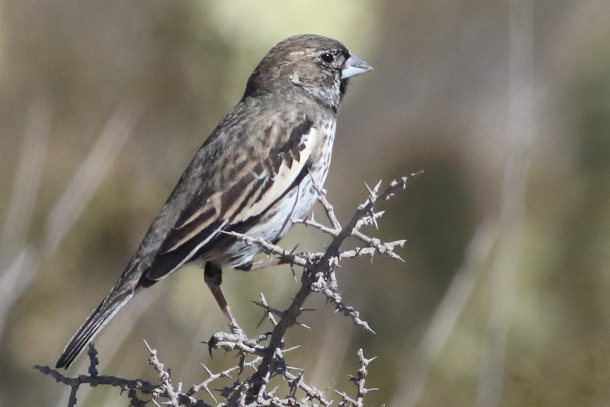 Lark Bunting - ML637454949