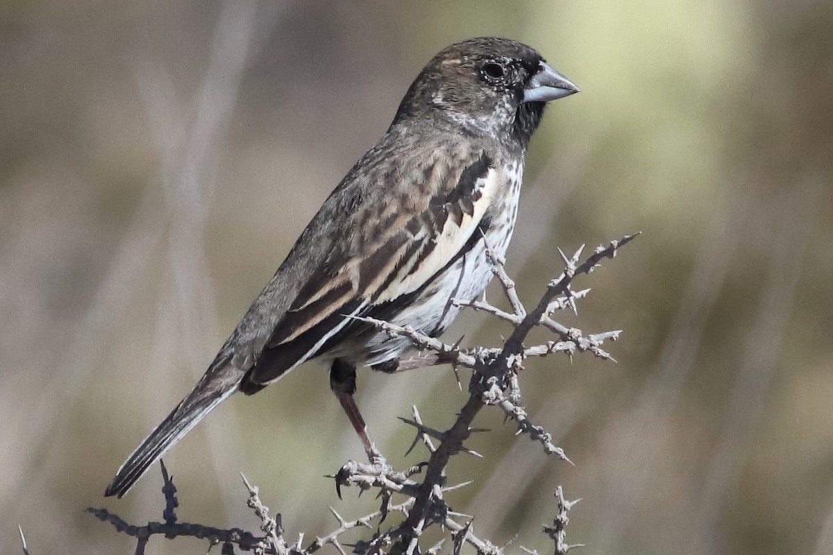 Lark Bunting - ML637454950
