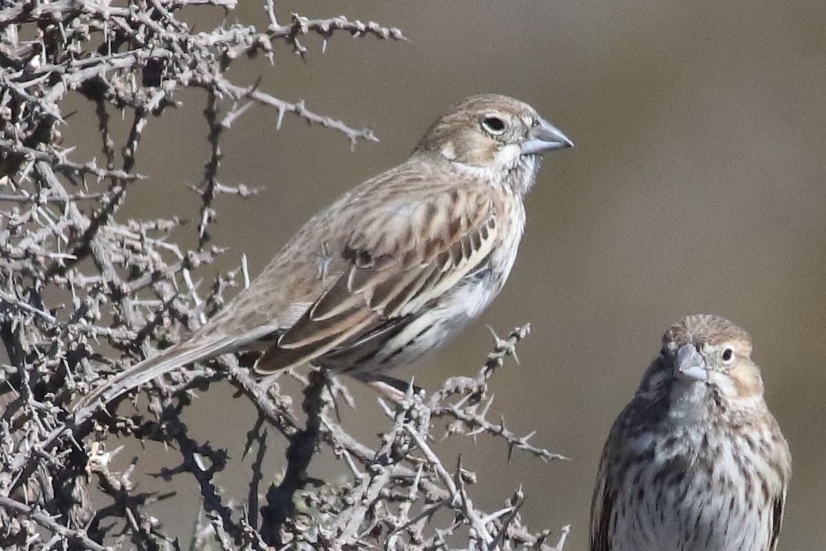 Lark Bunting - ML637454951