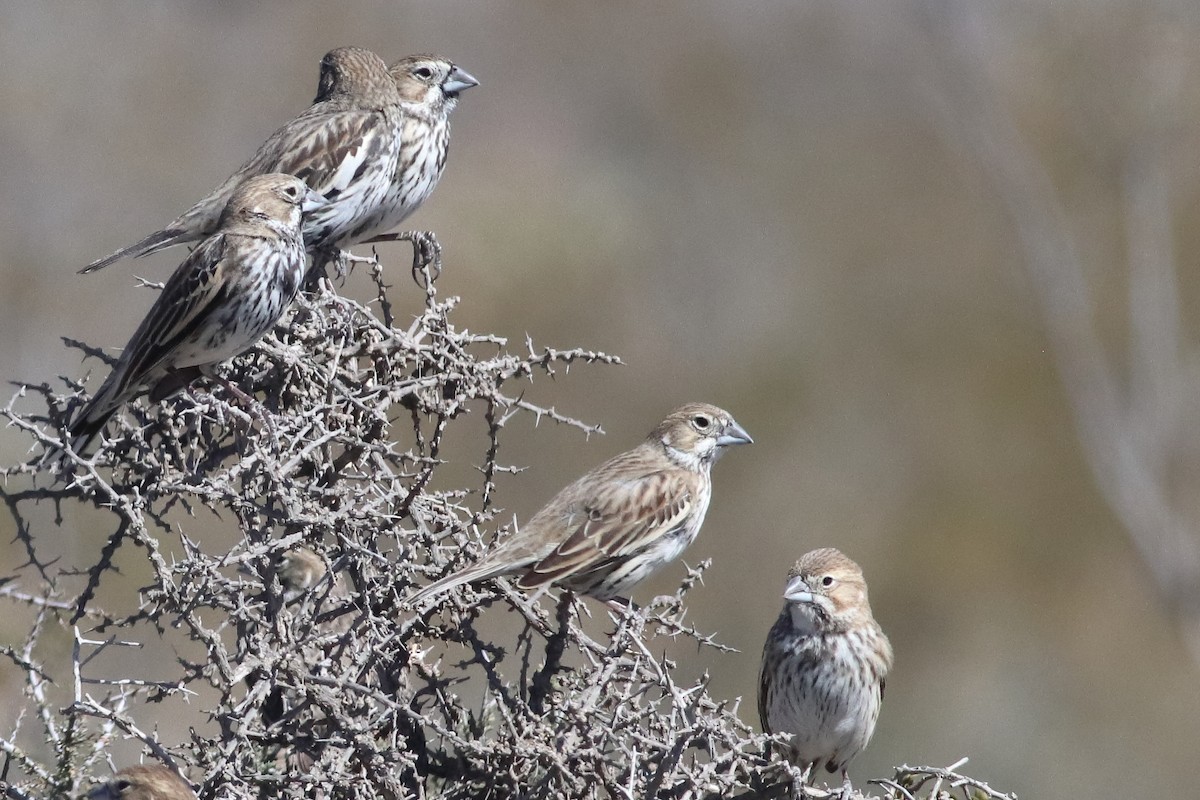 Lark Bunting - ML637454954