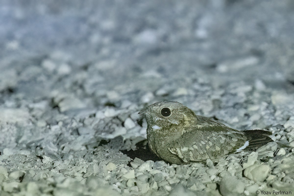 Nubian Nightjar (Nubian) - ML637454957