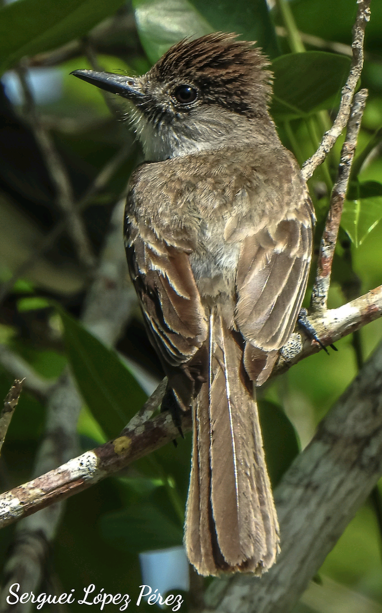 La Sagra's Flycatcher - ML637454968