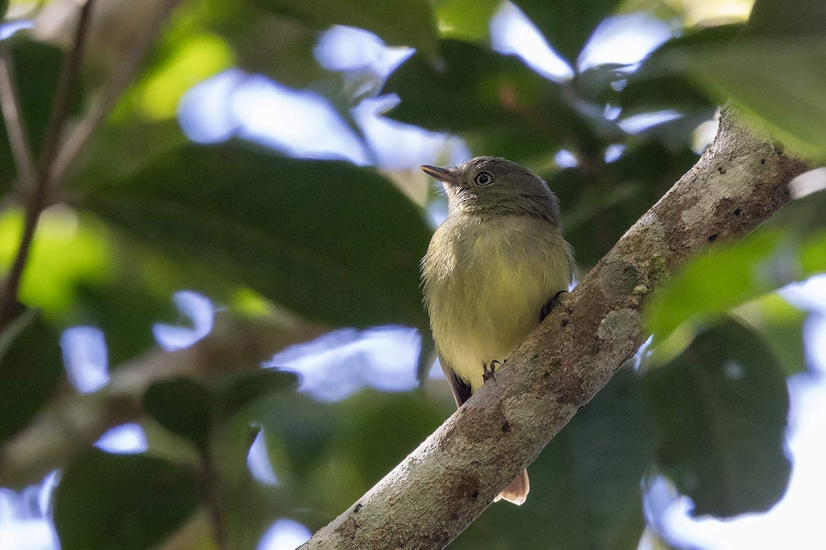 Wied's Tyrant-Manakin - ML637454969