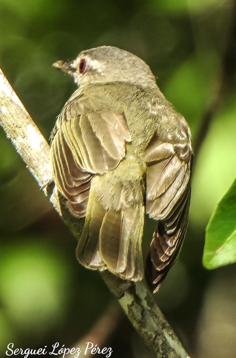 Black-whiskered Vireo - ML637454978