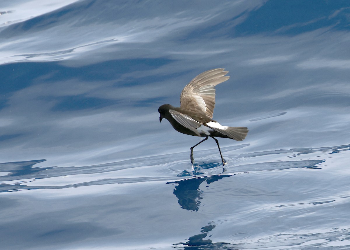 Wilson's Storm-Petrel - ML637454980