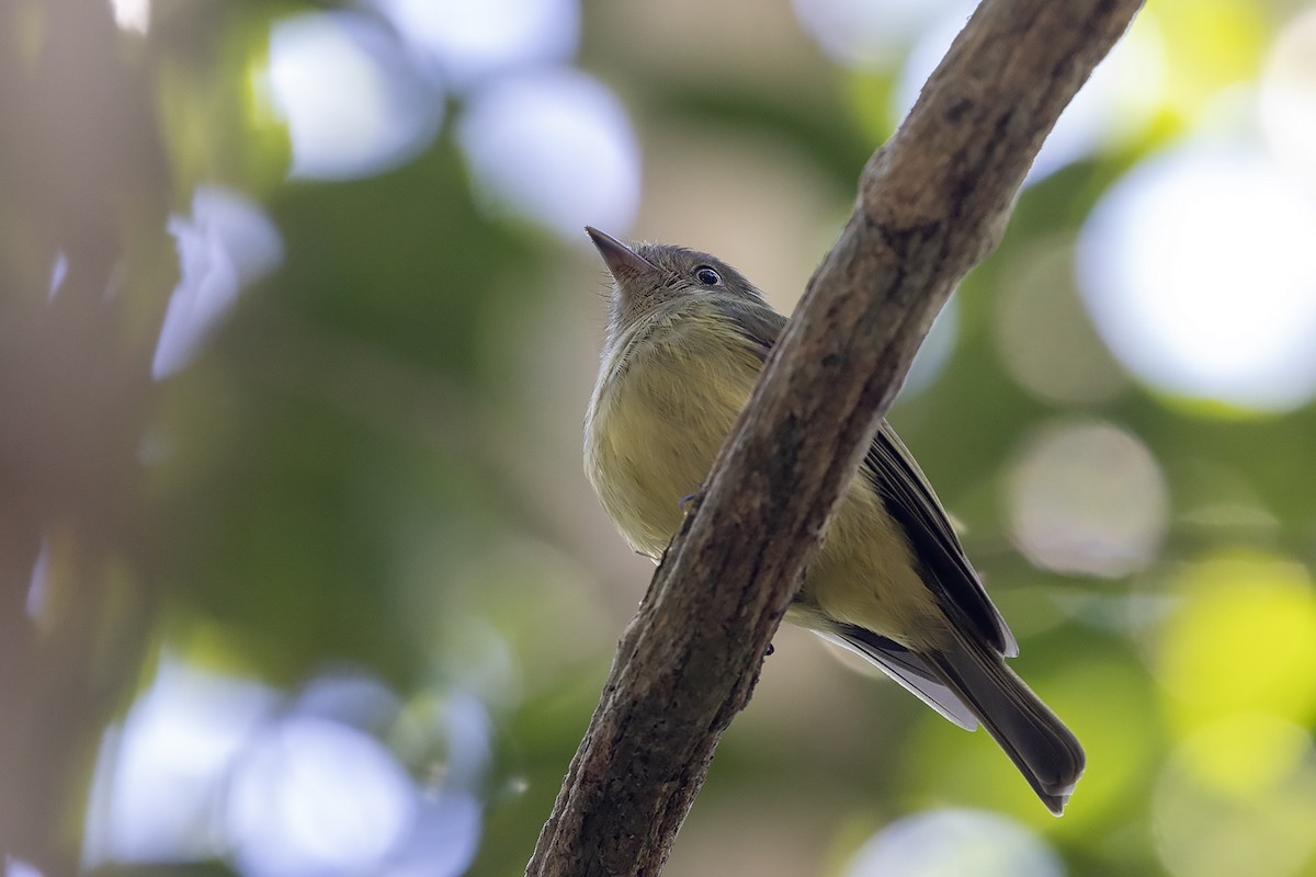 Wied's Tyrant-Manakin - ML637455098