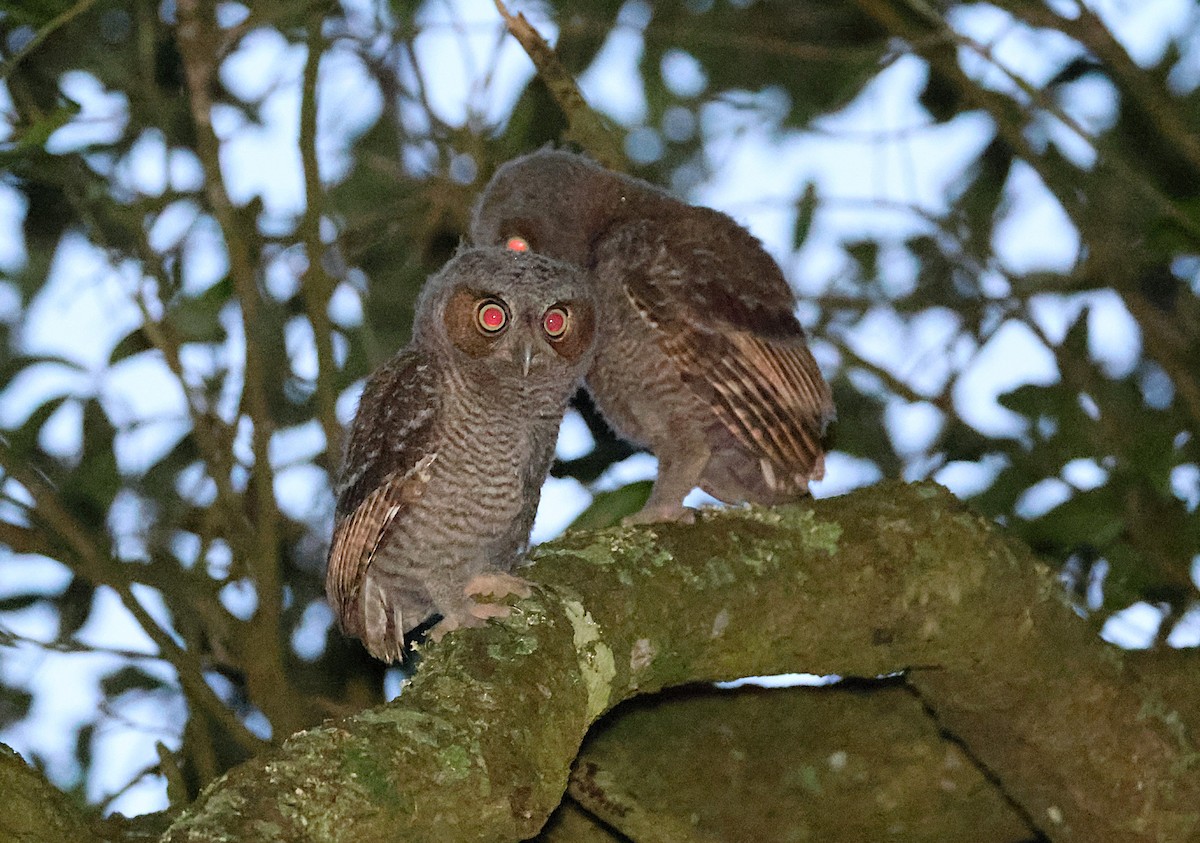 Eastern Screech-Owl - ML637455149