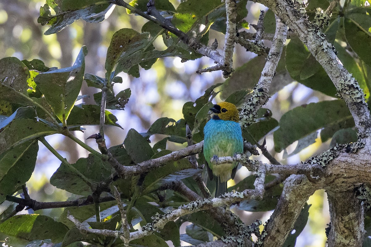 Gilt-edged Tanager - ML637455284