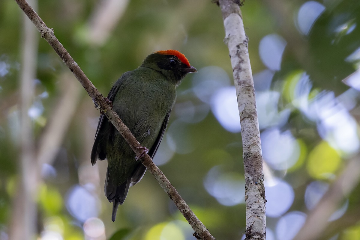 Swallow-tailed Manakin - ML637455425