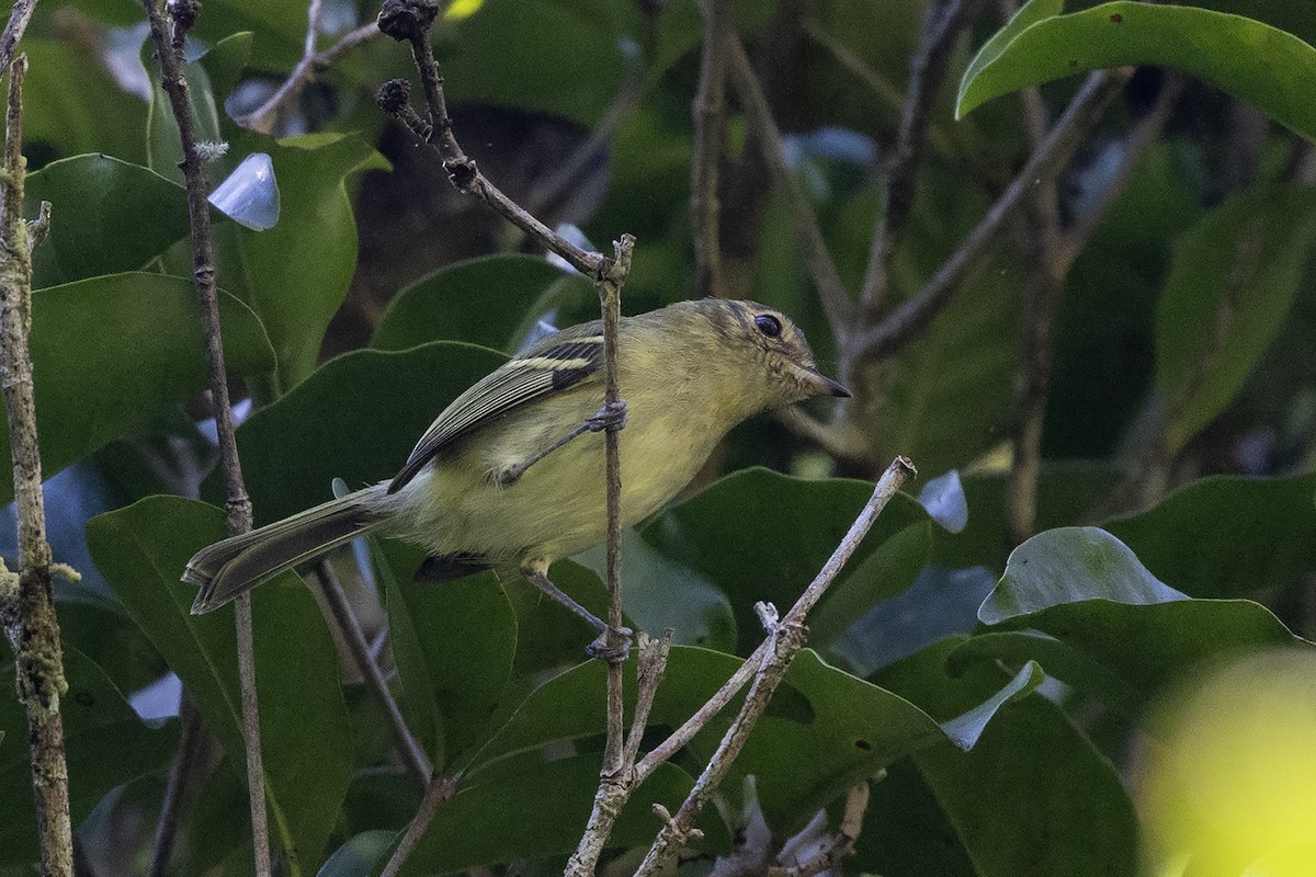 Bahia Tyrannulet - ML637455482