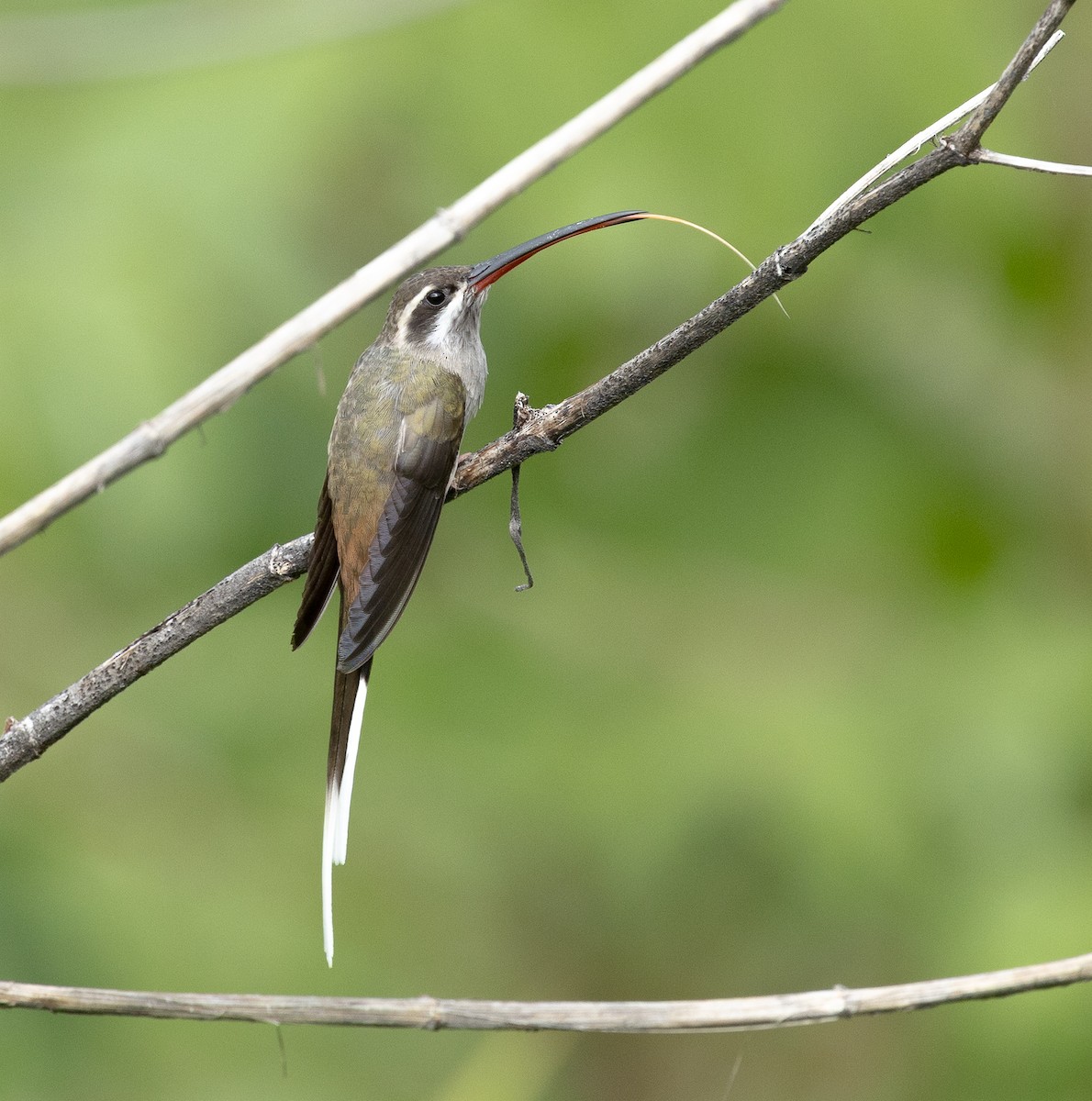Sooty-capped Hermit - ML637455492