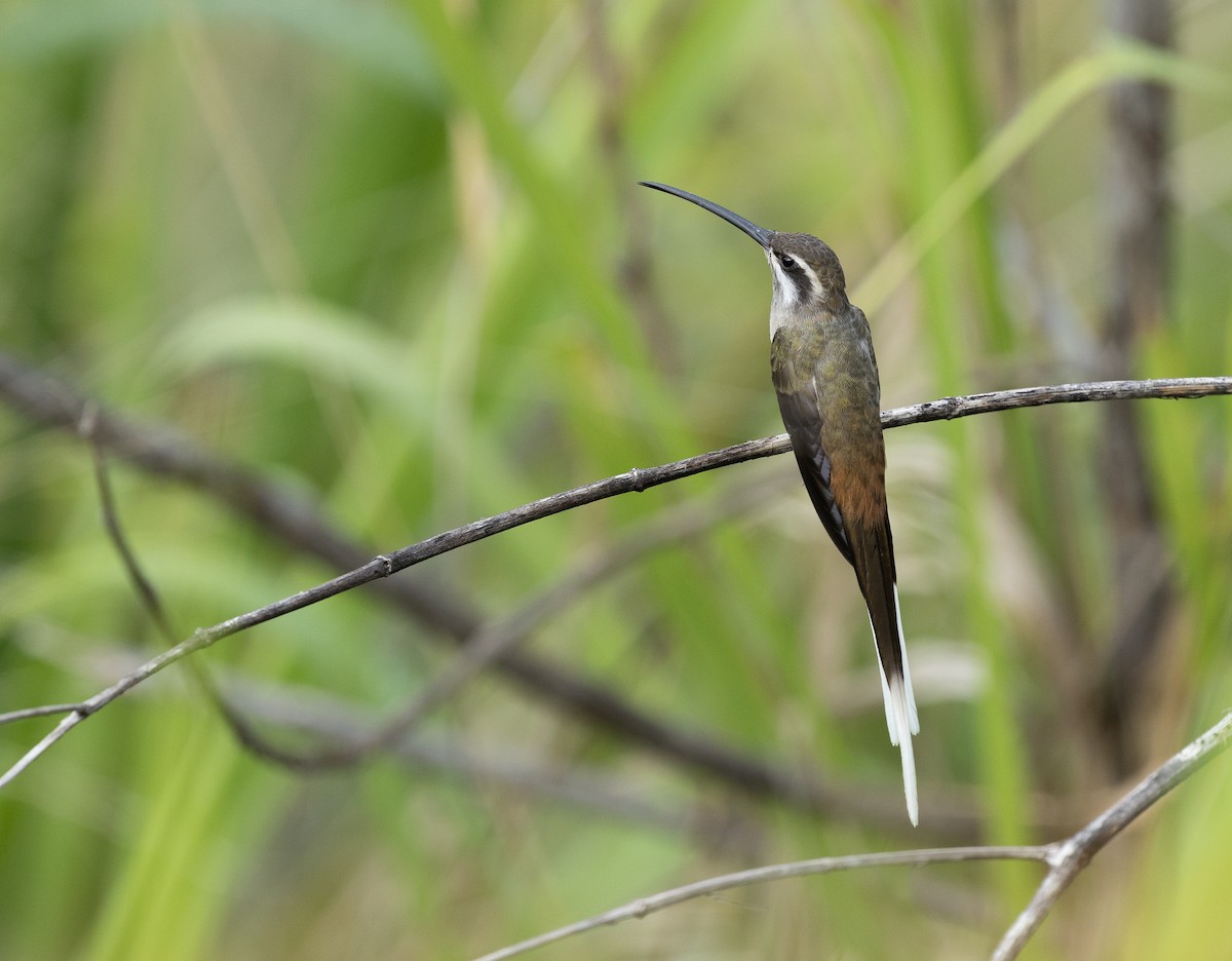 Sooty-capped Hermit - ML637455493