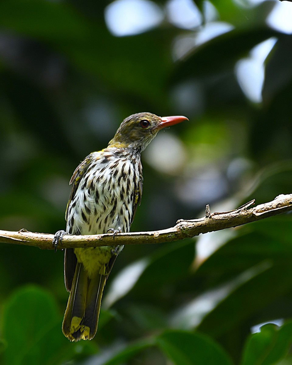 Dark-throated Oriole - ML637455524
