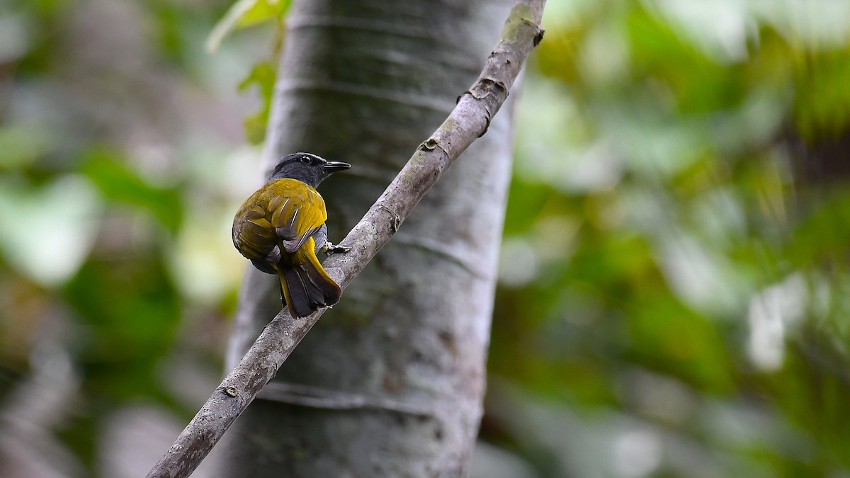 Gray-bellied Bulbul - ML637455568