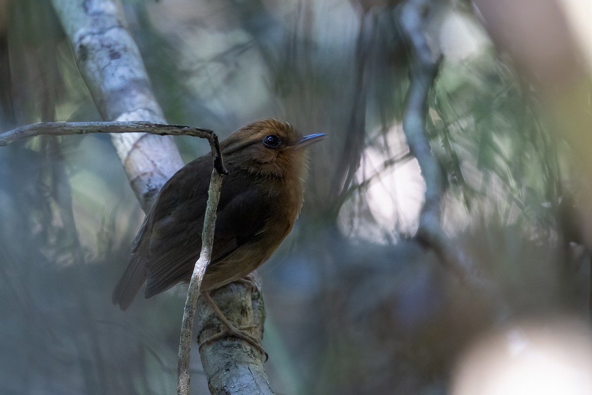 Rufous Gnateater - ML637455613