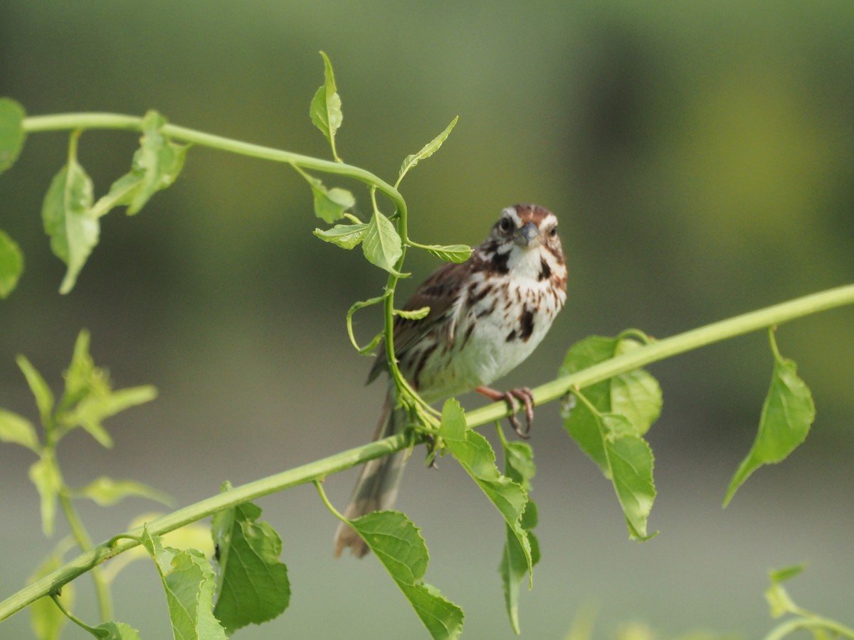 Song Sparrow - ML637455619