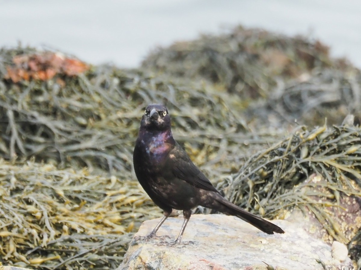 Common Grackle - ML637455628