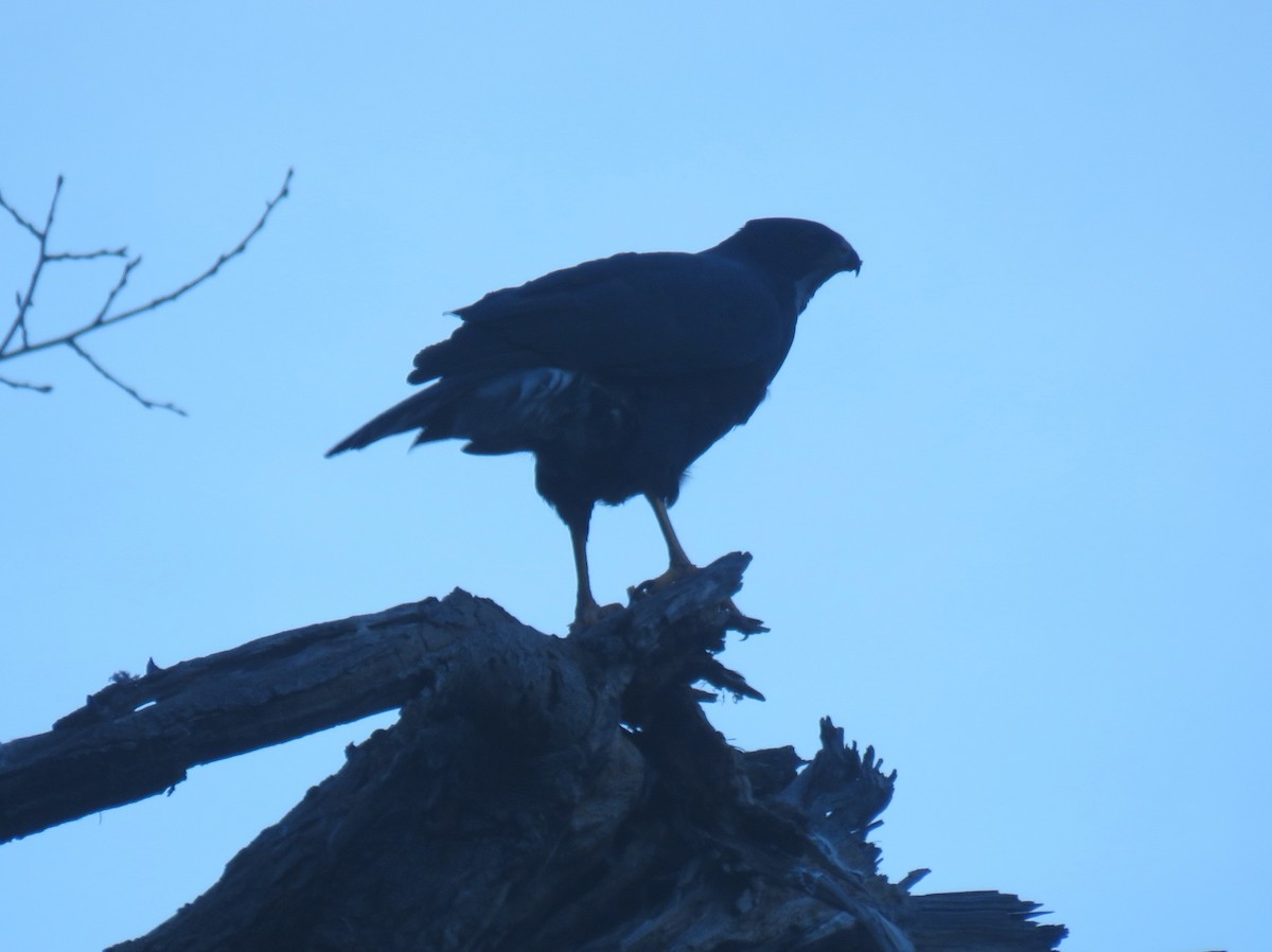 Black Goshawk - ML637455719