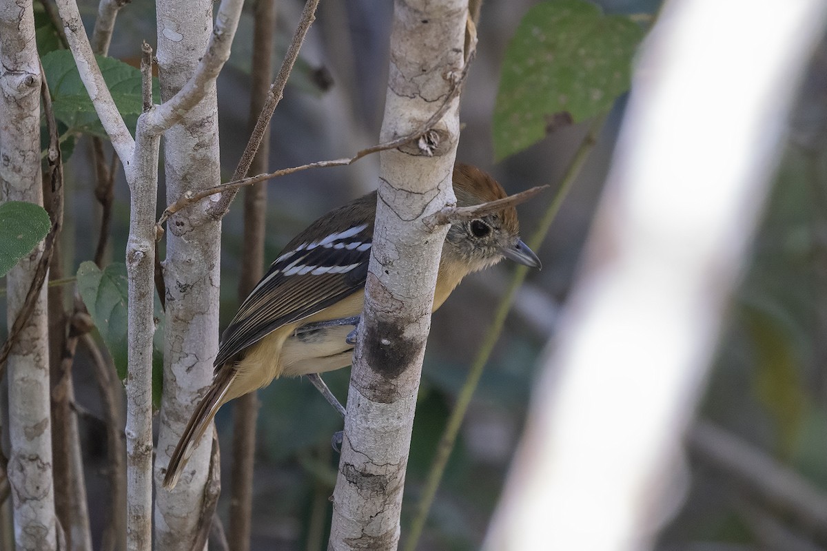 Planalto Slaty-Antshrike - ML637455743