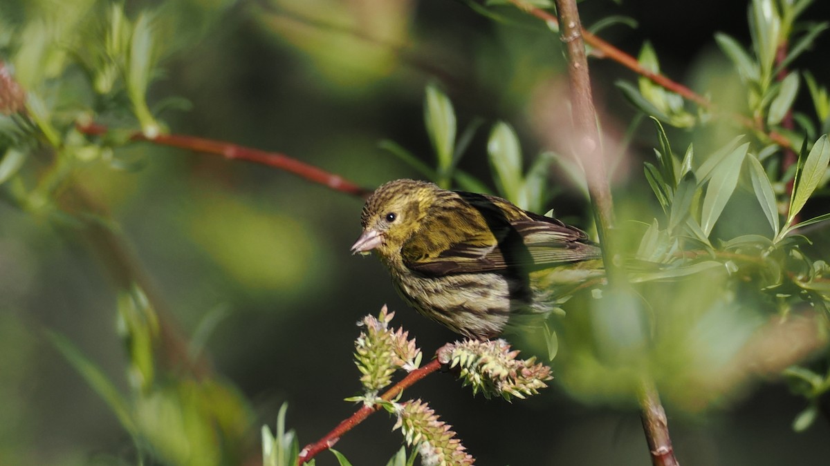 Tibetan Serin - ML637455773