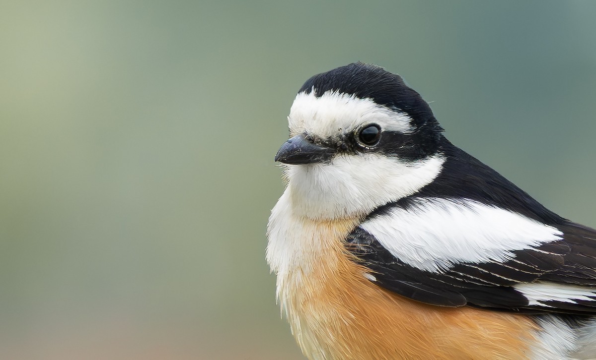 Masked Shrike - ML637455793