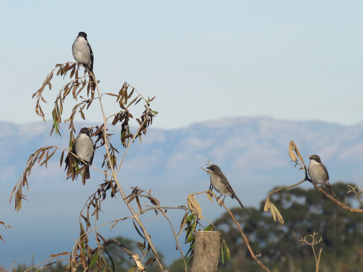 Fiscal Flycatcher - ML637455794