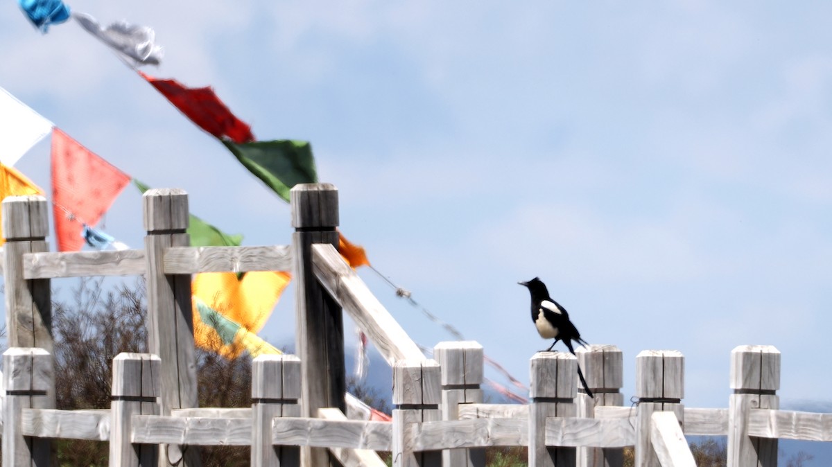 Black-rumped Magpie - ML637455796