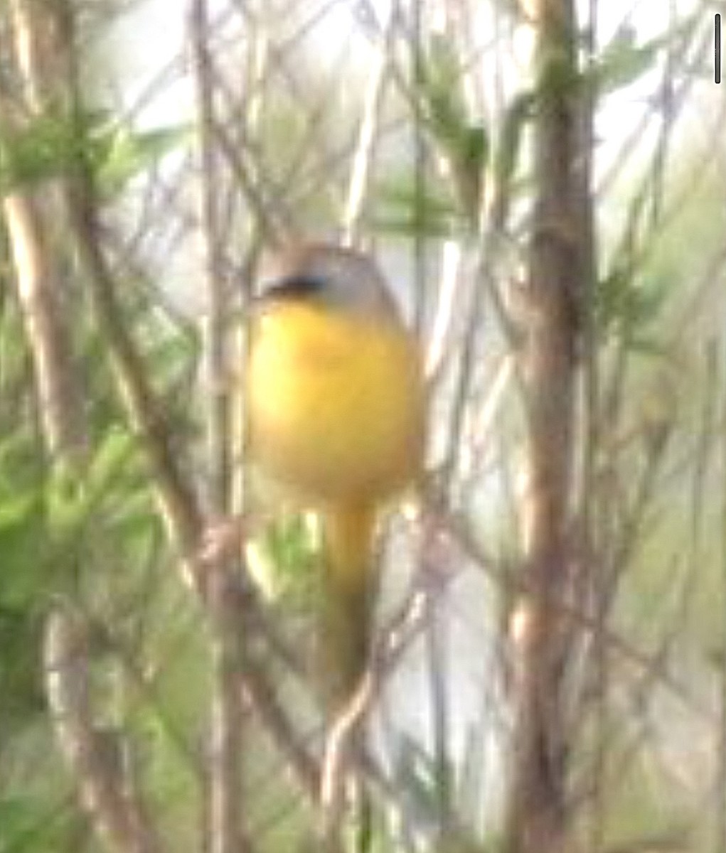Gray-crowned Yellowthroat - ML637455812