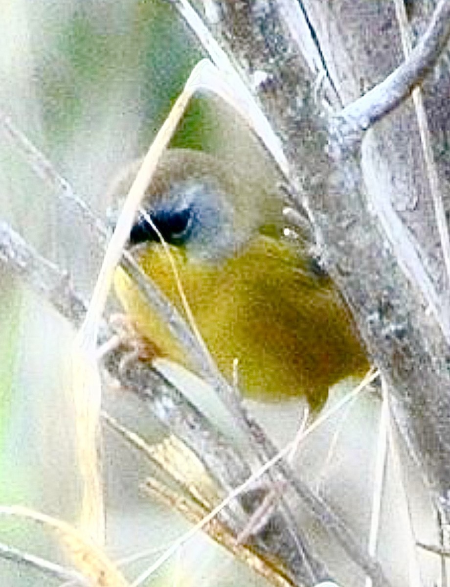 Gray-crowned Yellowthroat - ML637455813