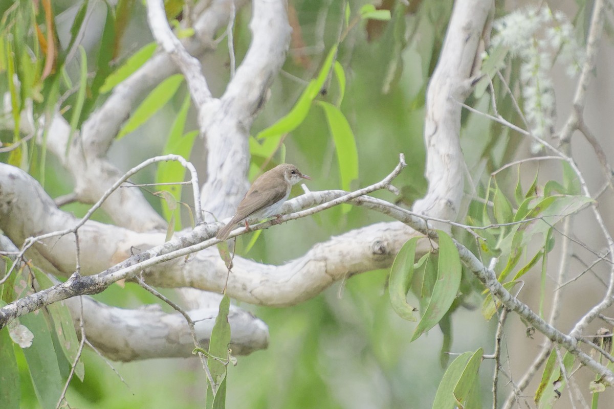 Brown-backed Honeyeater - ML637455823
