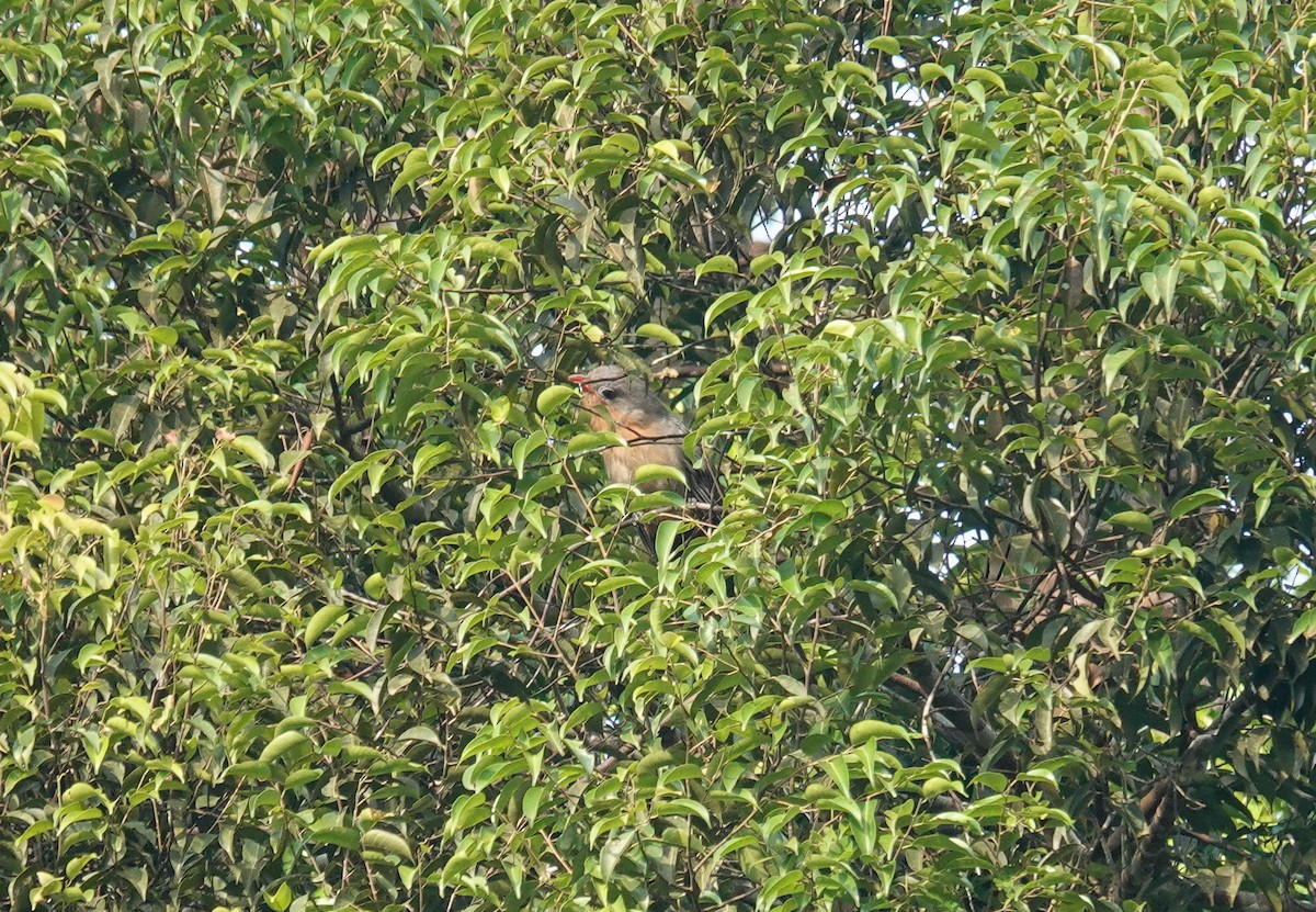 Red-billed Malkoha - ML637455834
