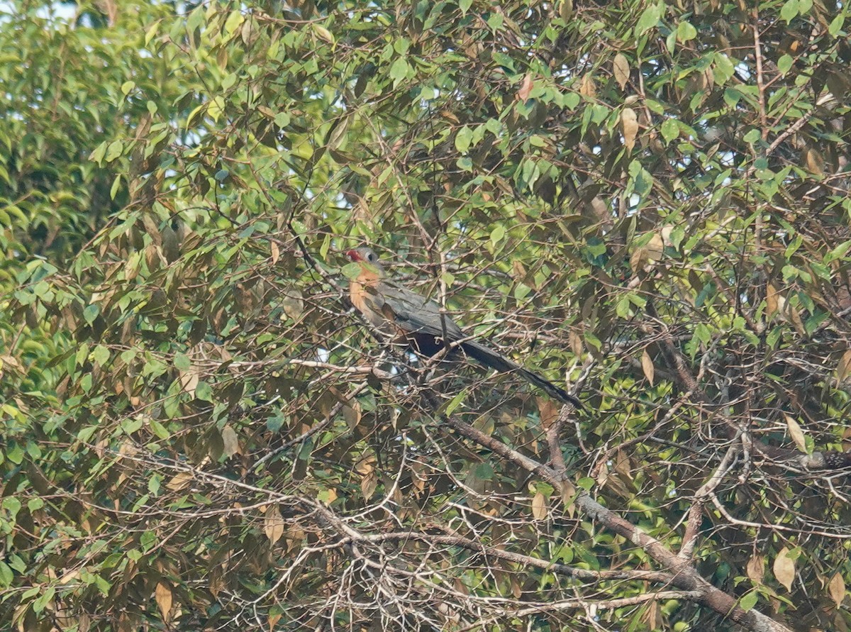 Red-billed Malkoha - ML637455840