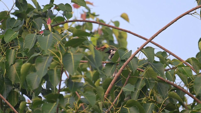 Red-whiskered Bulbul - ML637455848