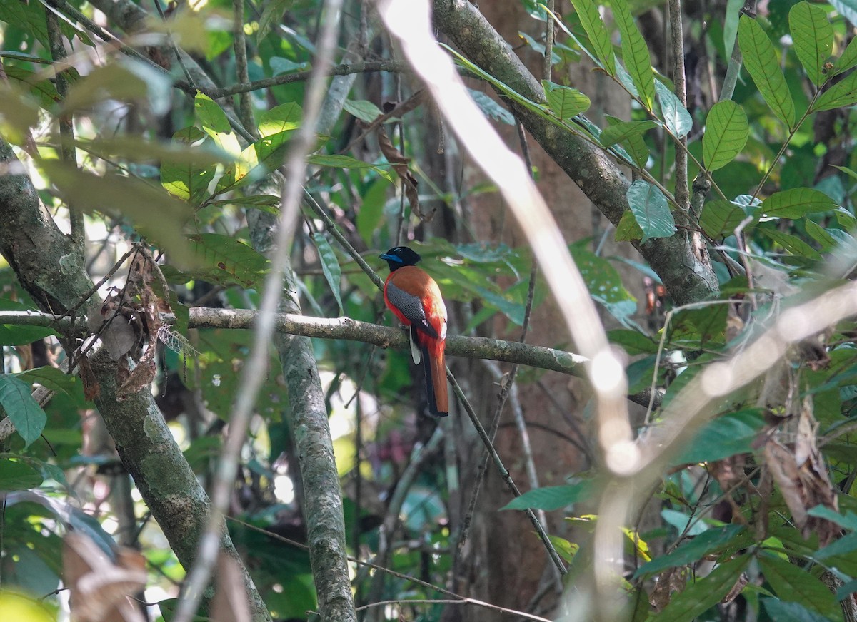 Scarlet-rumped Trogon - ML637455853